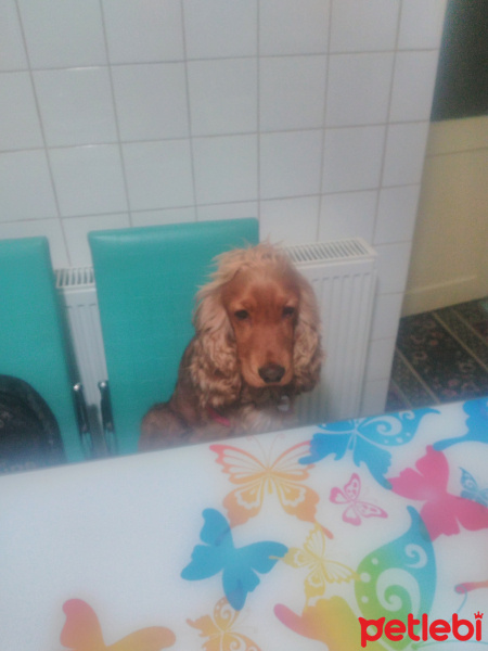 İngiliz Cocker Spaniel, Köpek  Tarçin fotoğrafı