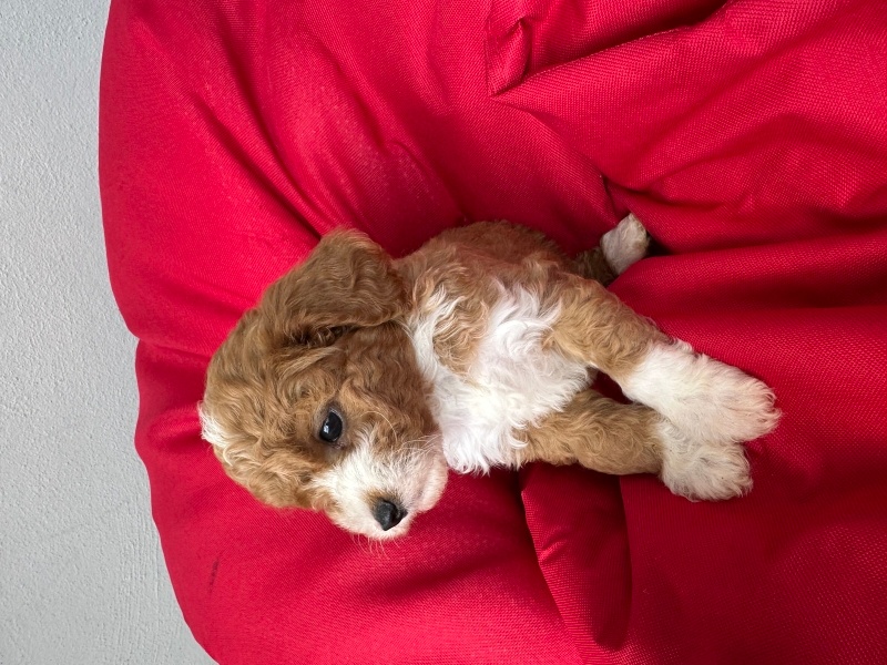 Poodle(Standart Kaniş), Köpek  Yavru fotoğrafı