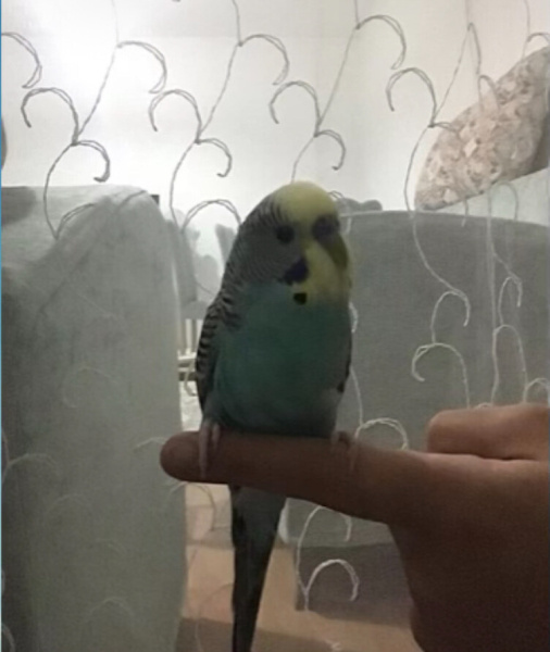 Muhabbet Kuşu, Kuş  Bebi Maviş fotoğrafı