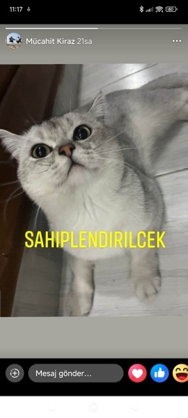 British Longhair, Kedi  Gofret fotoğrafı