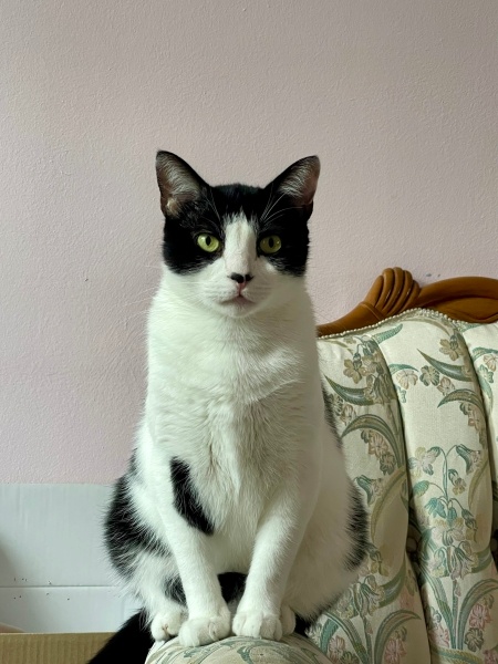 Tuxedo (Smokin) Kedi, Kedi  Toraman fotoğrafı