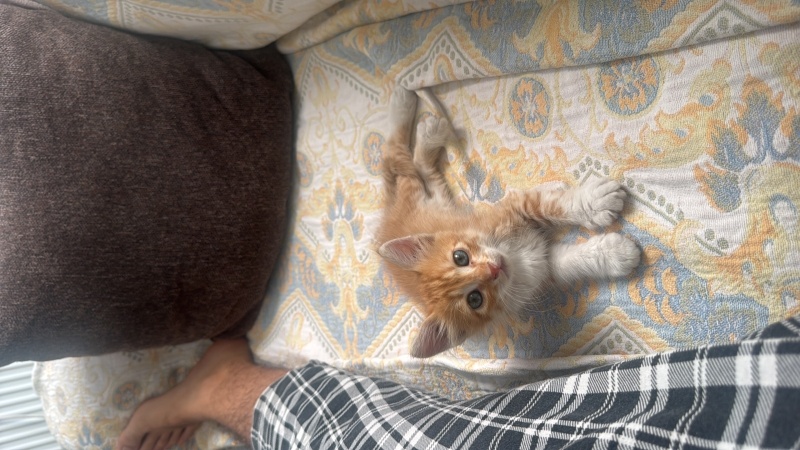 Sarman, Kedi  Güneş fotoğrafı