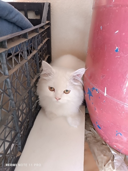 British Longhair, Kedi  Luna fotoğrafı