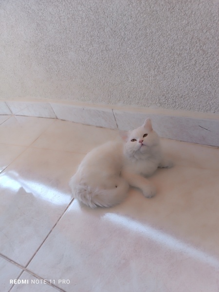 British Longhair, Kedi  Luna fotoğrafı