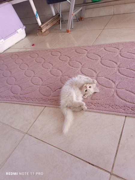 British Longhair, Kedi  Luna fotoğrafı