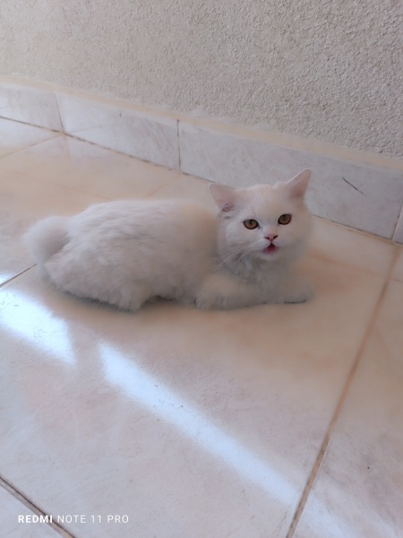 British Longhair, Kedi  Luna fotoğrafı