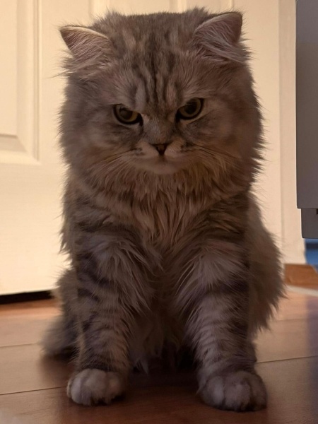 British Longhair, Kedi  SİMBA fotoğrafı