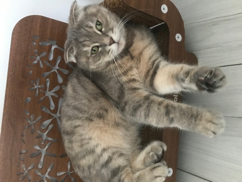 Scottish Fold, Kedi  Cookie fotoğrafı