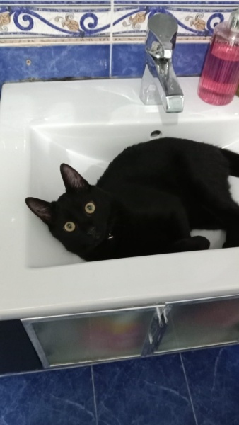 Bombay, Kedi  Nino fotoğrafı