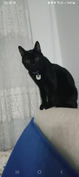 Bombay, Kedi  Nino fotoğrafı