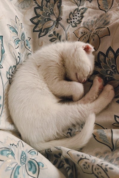 Scottish Fold, Kedi  Fındık fotoğrafı