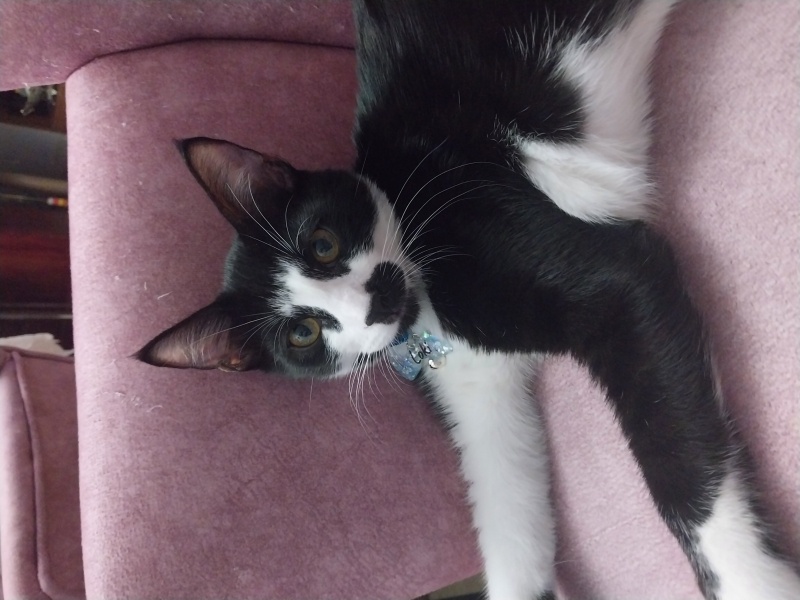 Tuxedo (Smokin) Kedi, Kedi  Loki fotoğrafı