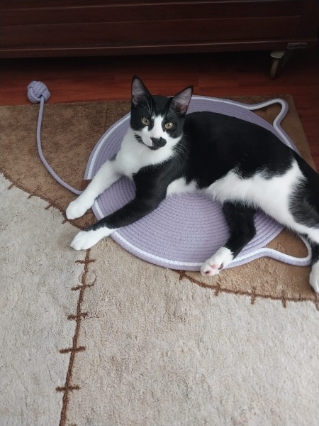 Tuxedo (Smokin) Kedi, Kedi  Loki fotoğrafı