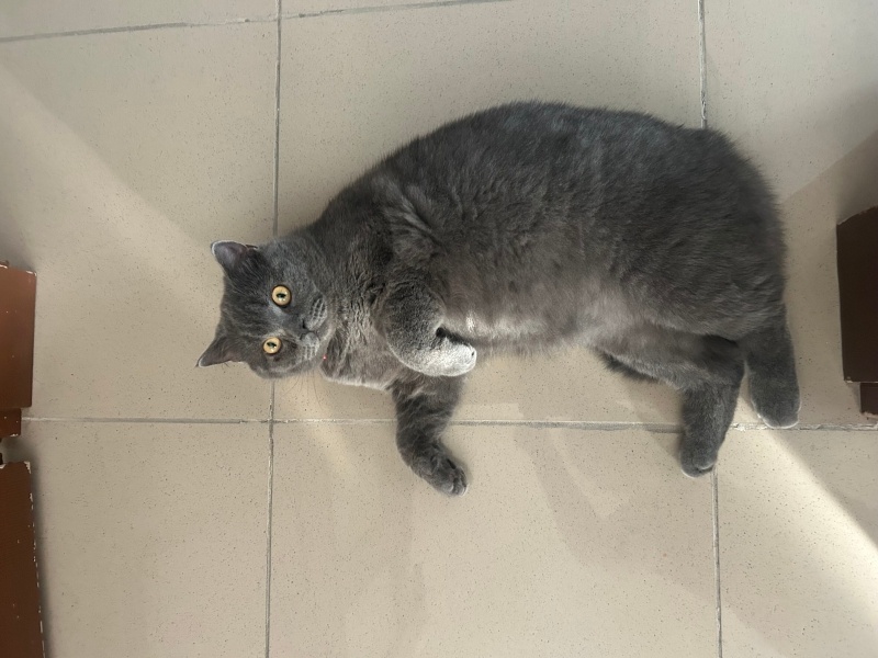 British Shorthair, Kedi  Leydi fotoğrafı