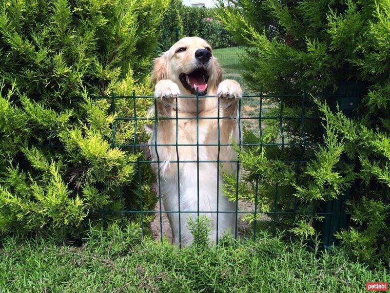 Golden Retriever, Köpek  Lusi fotoğrafı