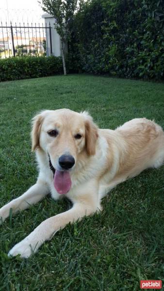 Golden Retriever, Köpek  Lusi fotoğrafı