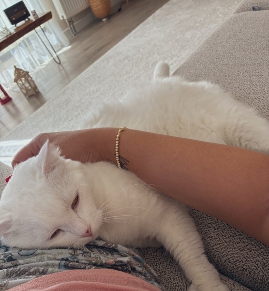 Scottish Fold, Kedi  Mırmır fotoğrafı