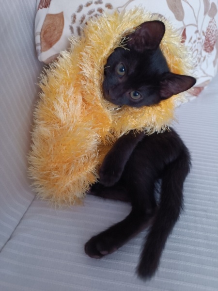 Bombay, Kedi  Carmen fotoğrafı