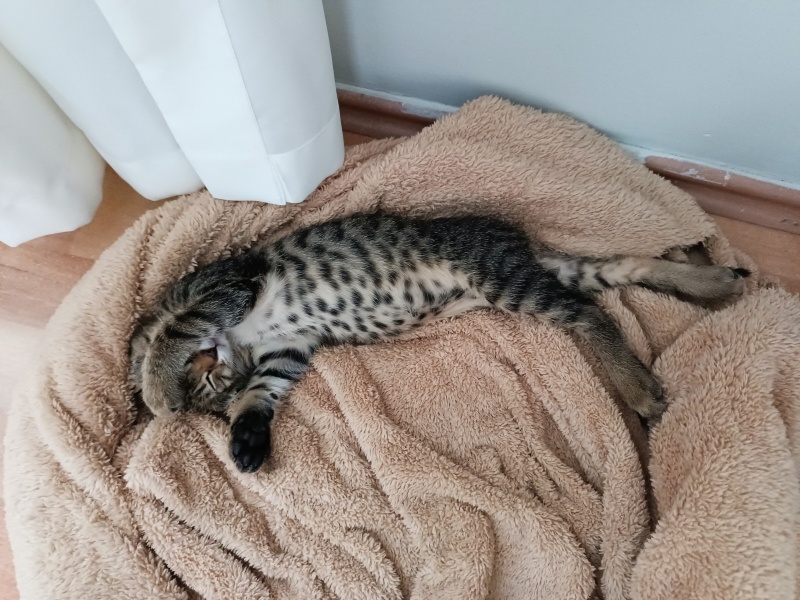 Tekir Kedi, Kedi  Miço fotoğrafı