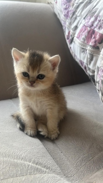 Scottish Fold, Kedi  Zuzu fotoğrafı