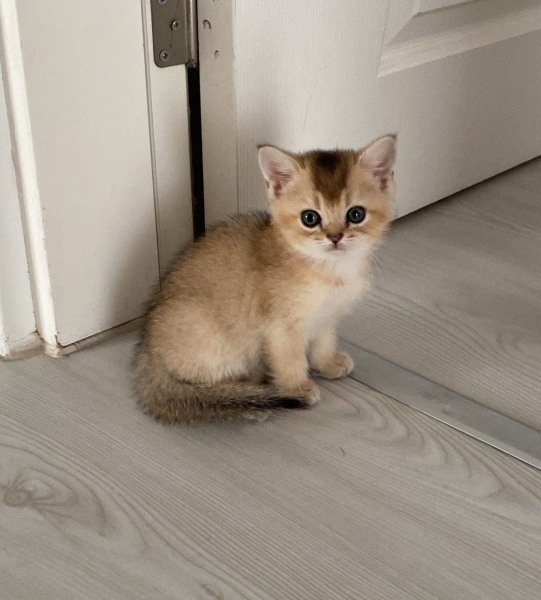 Scottish Fold, Kedi  Zuzu fotoğrafı
