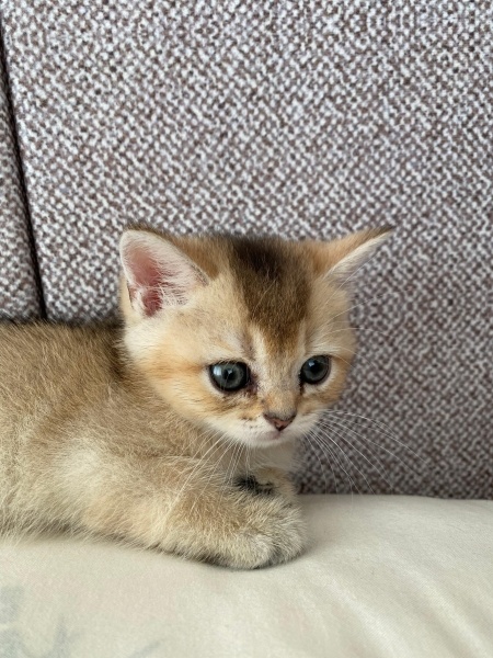 Scottish Fold, Kedi  Zuzu fotoğrafı