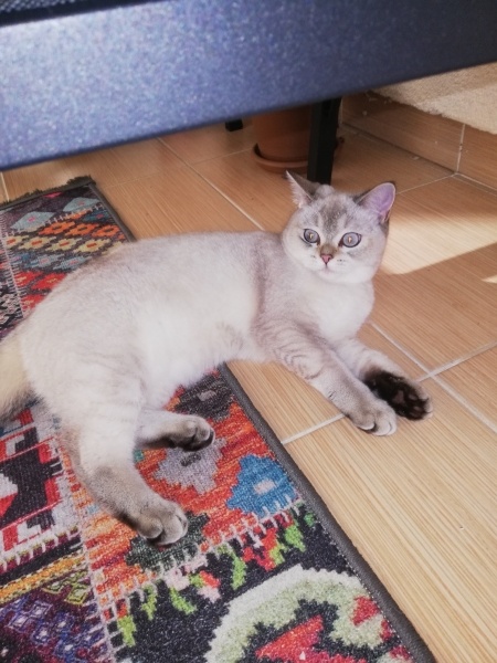 British Shorthair, Kedi  LOKUM (BluePoint) fotoğrafı