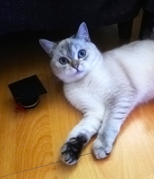 British Shorthair, Kedi  LOKUM (BluePoint) fotoğrafı