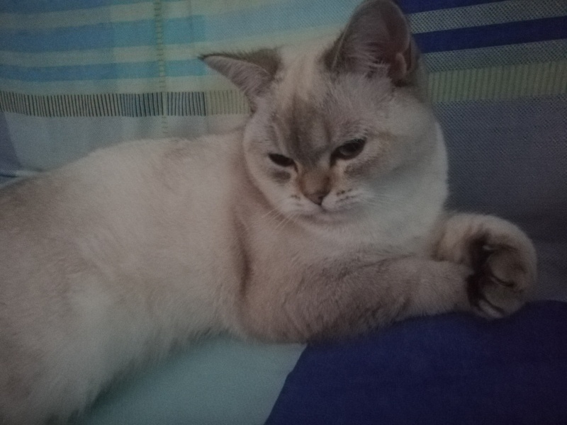 British Shorthair, Kedi  LOKUM (BluePoint) fotoğrafı