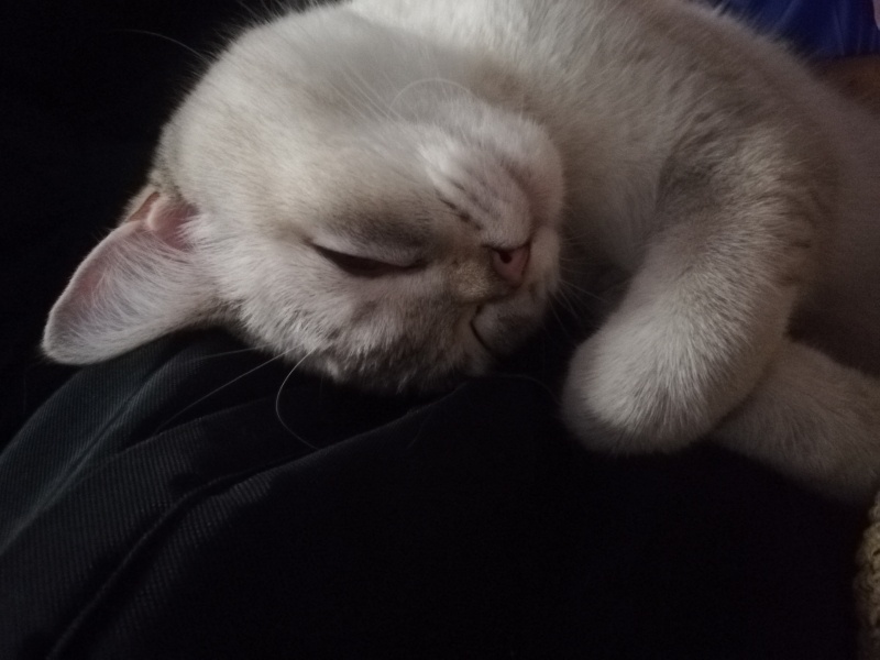 British Shorthair, Kedi  LOKUM (BluePoint) fotoğrafı
