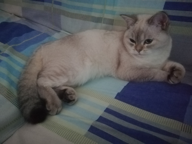 British Shorthair, Kedi  LOKUM (BluePoint) fotoğrafı