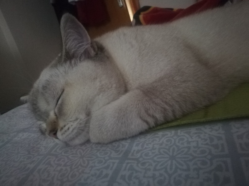 British Shorthair, Kedi  LOKUM (BluePoint) fotoğrafı