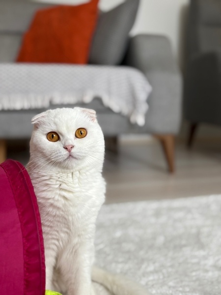 Scottish Fold, Kedi  VENÜS fotoğrafı