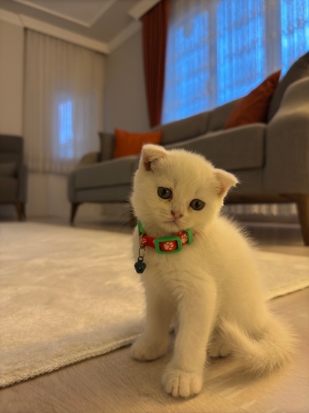 Scottish Fold, Kedi  VENÜS fotoğrafı