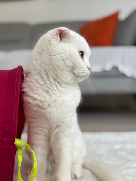 Scottish Fold, Kedi  VENÜS fotoğrafı