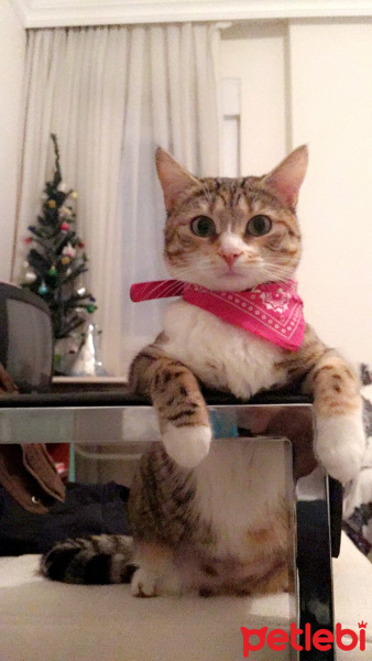 Tekir Kedi, Kedi  Zilli fotoğrafı