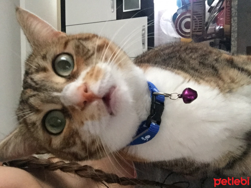 Tekir Kedi, Kedi  Zilli fotoğrafı