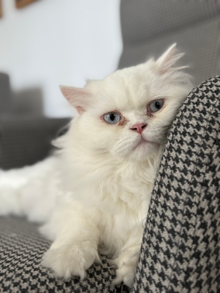 British Shorthair, Kedi  MARS fotoğrafı