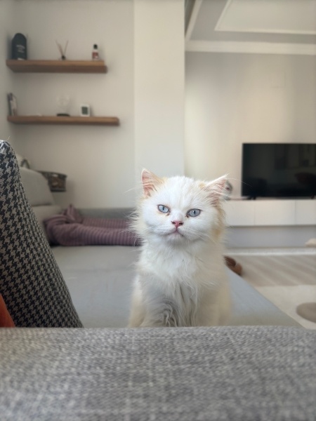 British Shorthair, Kedi  MARS fotoğrafı