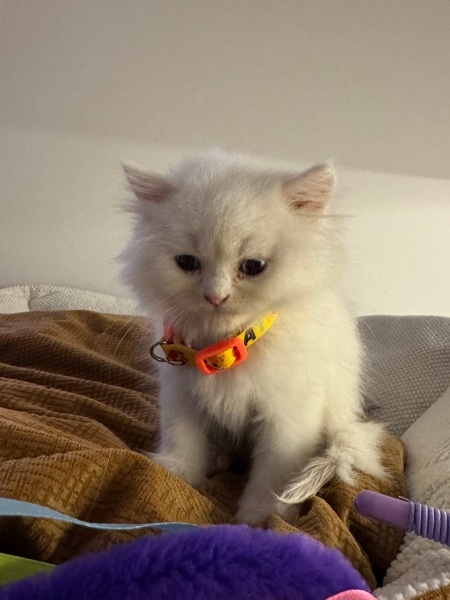 British Shorthair, Kedi  MARS fotoğrafı