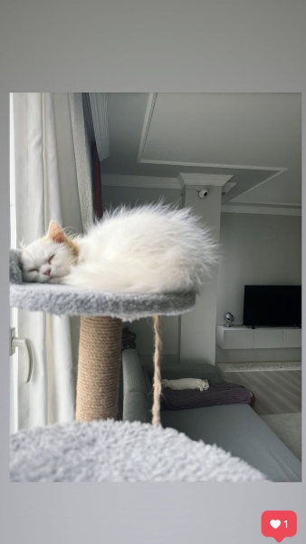 British Shorthair, Kedi  MARS fotoğrafı