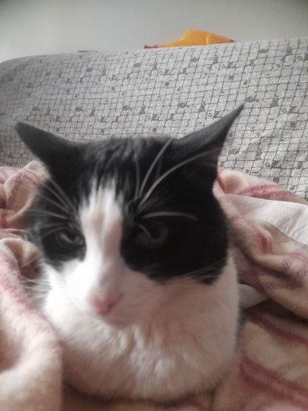 Tuxedo (Smokin) Kedi, Kedi  Smokin fotoğrafı