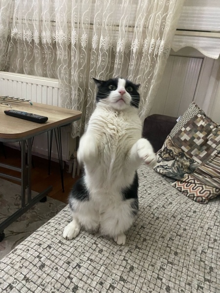 Tuxedo (Smokin) Kedi, Kedi  Smokin fotoğrafı