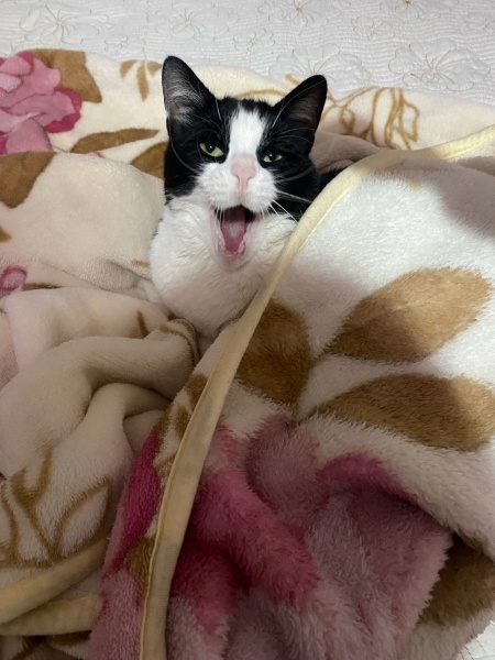 Tuxedo (Smokin) Kedi, Kedi  Smokin fotoğrafı