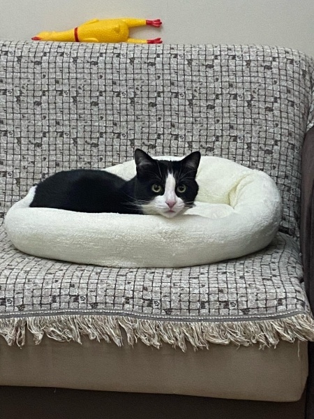 Tuxedo (Smokin) Kedi, Kedi  Smokin fotoğrafı