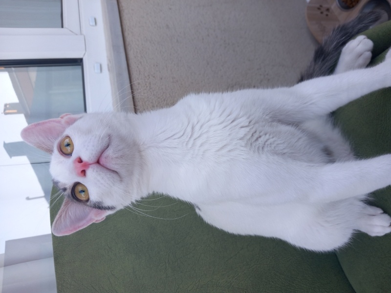 Tekir Kedi, Kedi  PAŞA fotoğrafı