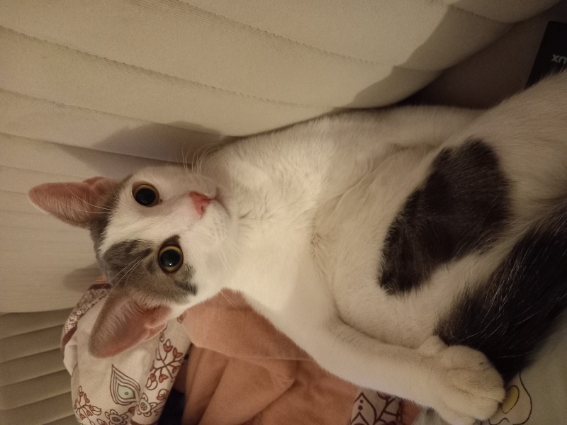 Tekir Kedi, Kedi  PAŞA fotoğrafı