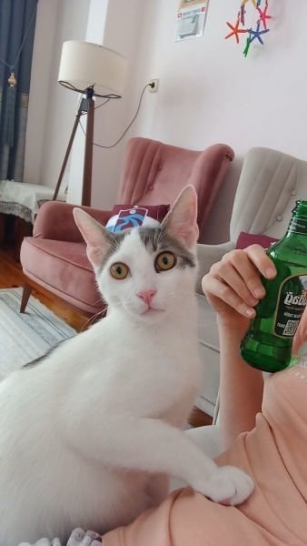 Tekir Kedi, Kedi  PAŞA fotoğrafı