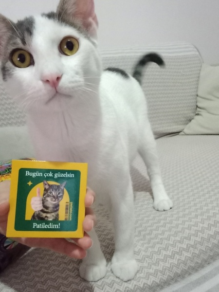 Tekir Kedi, Kedi  PAŞA fotoğrafı
