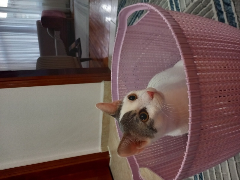 Tekir Kedi, Kedi  PAŞA fotoğrafı